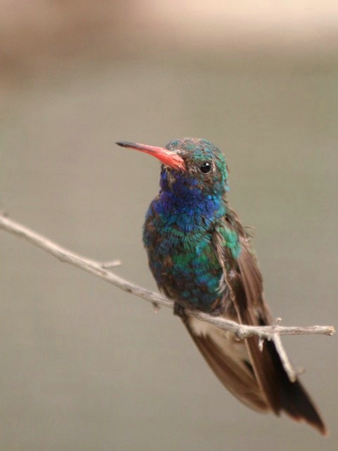 Broad-billed