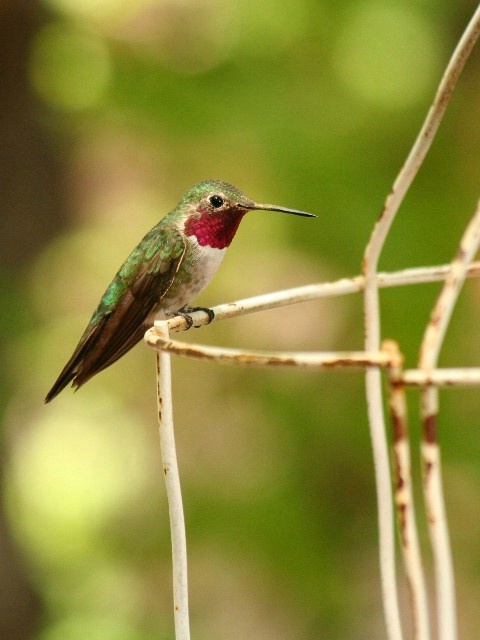 Broad-tailed 