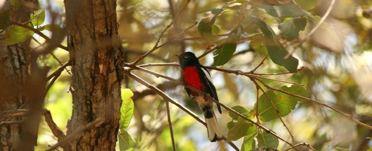 Painted Redstart