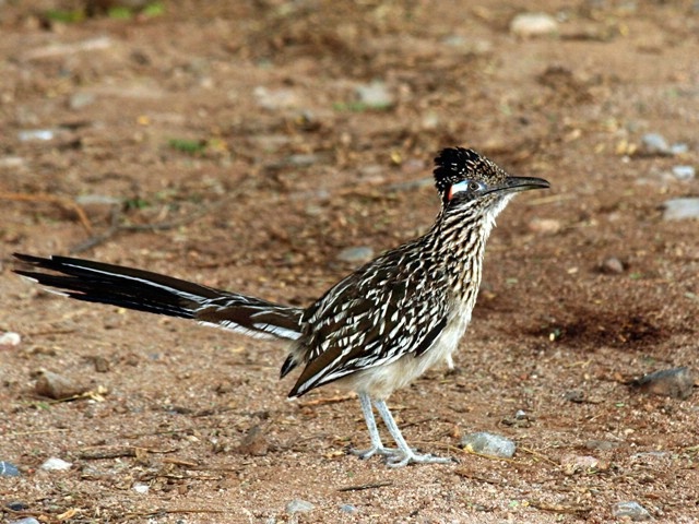 Roadrunner