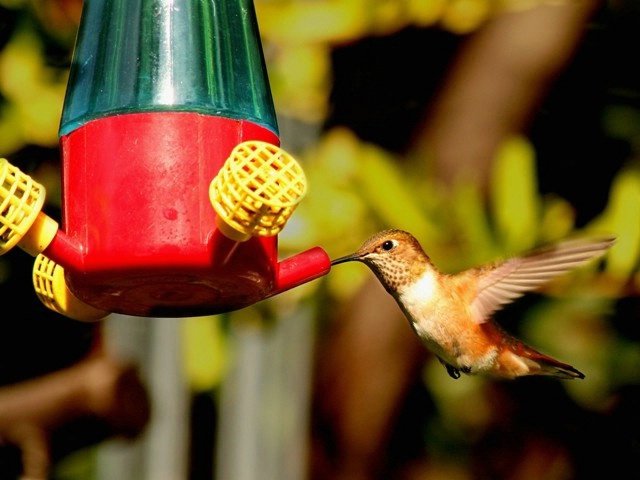 Rufous Hummer