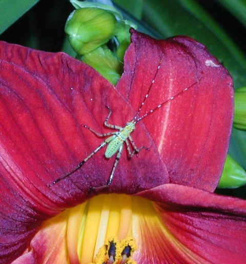 Bug On Day Lily