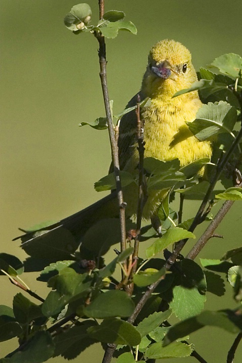 Western Tanager Eating a Berry - ID: 2604318 © John Tubbs