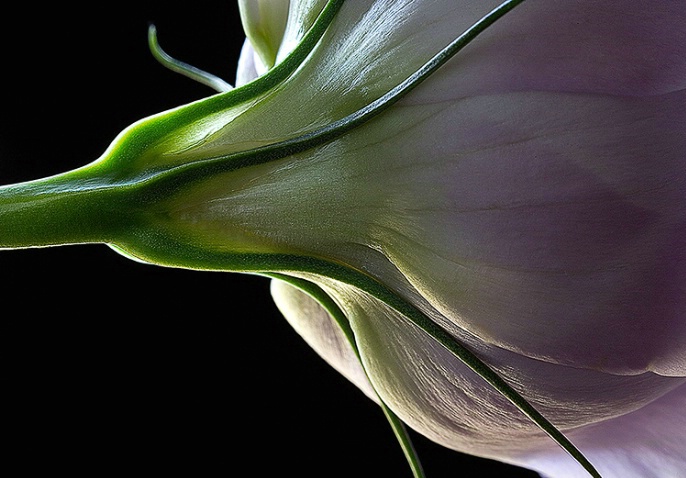 lisianthus, purple, white, flower, macro