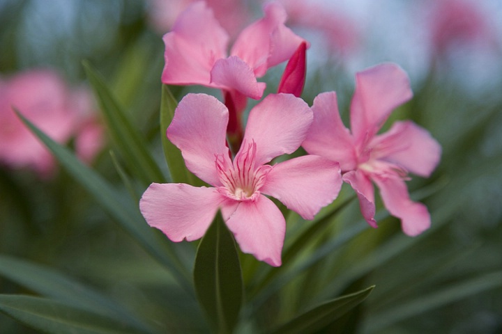 Late evening flower