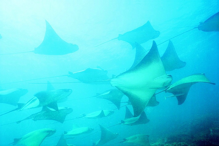 Eagle Rays - ID: 2605007 © Mike Keppell