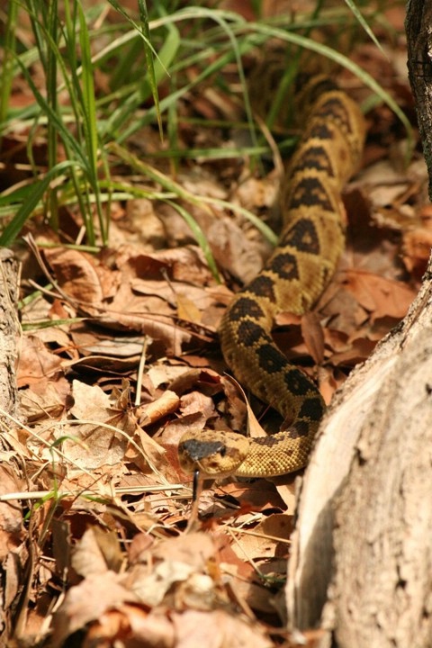 Black-tailed Rattler