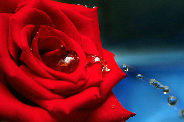 Tears of a Rose