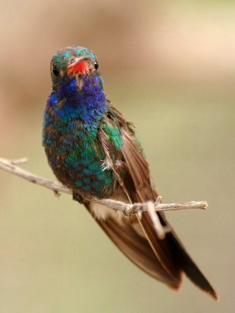 Portrait of a Broad-billed