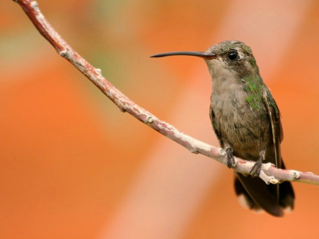 Female Broad-billed