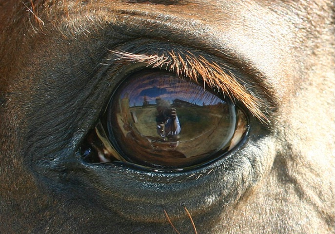 Horse Eye Reflection