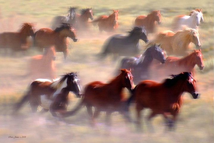 Wild Horses