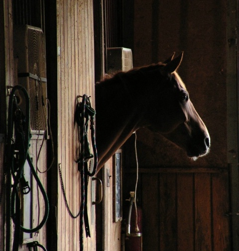 Horse in a Barn
