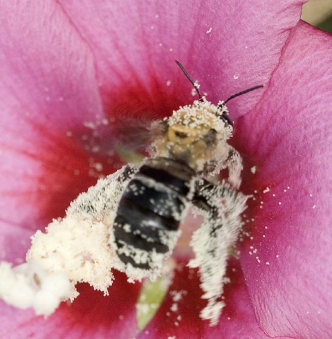 Pollen Thief 3