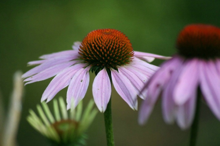 End of Summer Splendor!