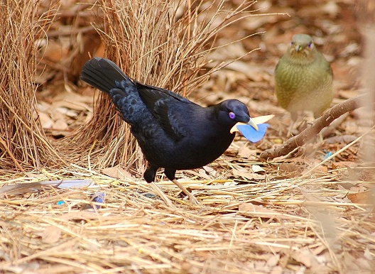 Male Satin Bower Bird display  for a female.