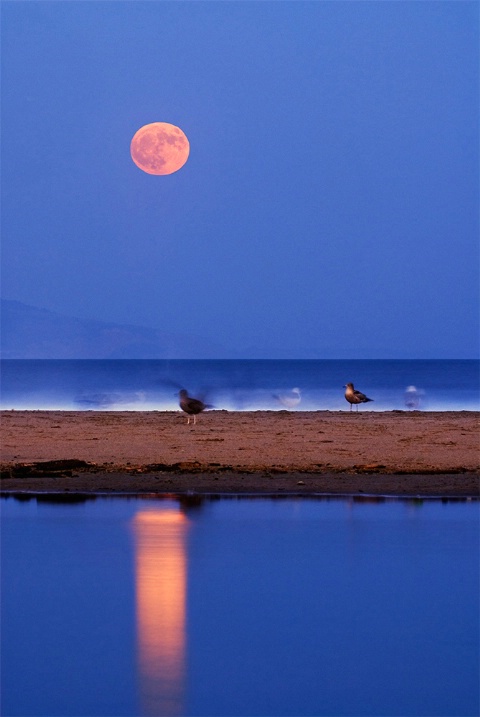 Rising Moon and birds