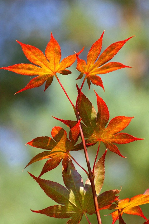 Red Maple Leaves