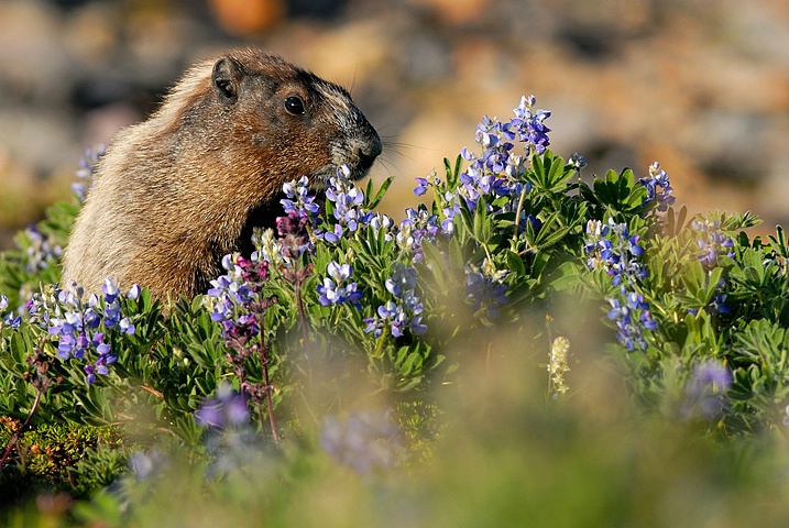 Marmot 