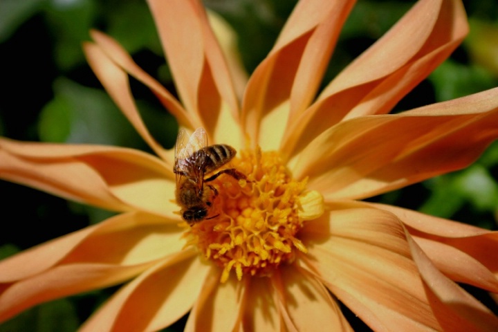 Bee on a Bud