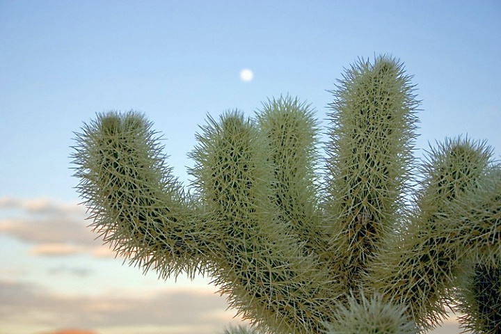 Prickly