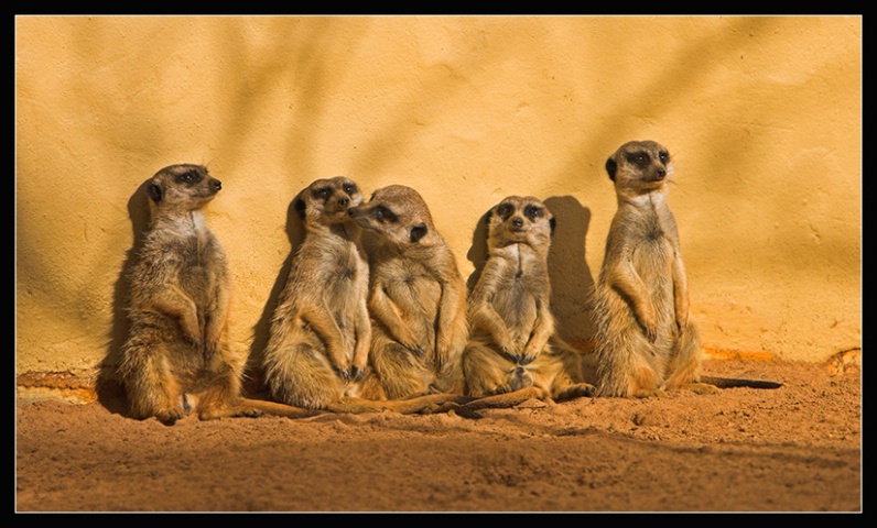 Five Meerkats