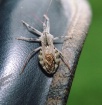 what am i?