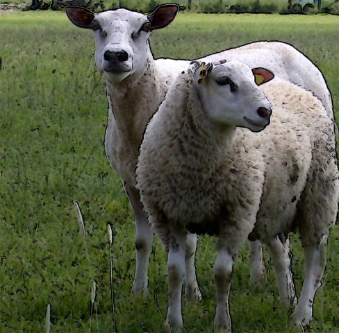 Posing sheep adjusted