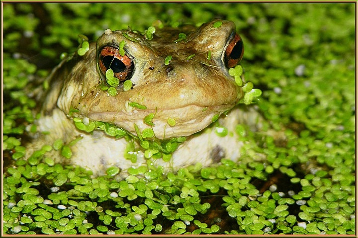 Toad in the pond