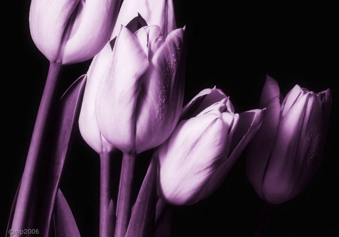 tulips of imagination