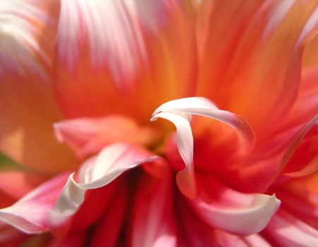 Dahlia Petals