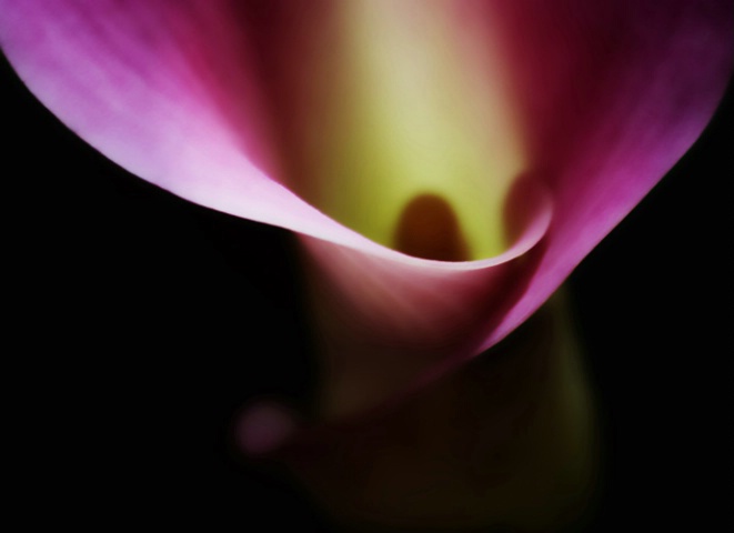 Calla