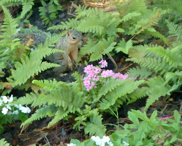 Alice the Squirrel