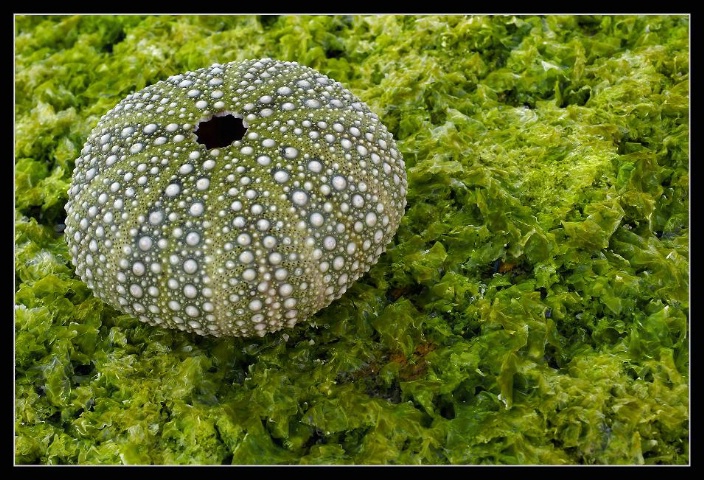 Urchin on Algae