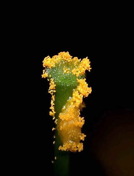 Pollinated Pistil