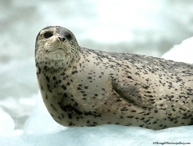 Harbor Seal - ID: 2615197 © Sara And Dick