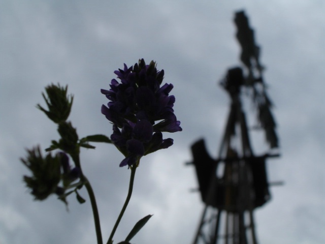 Flower & Windmill