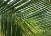 Palm Pattern