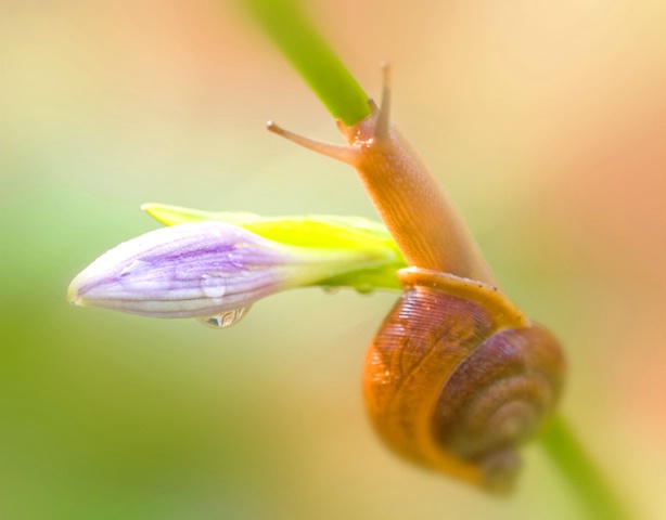 Snail On Hosta