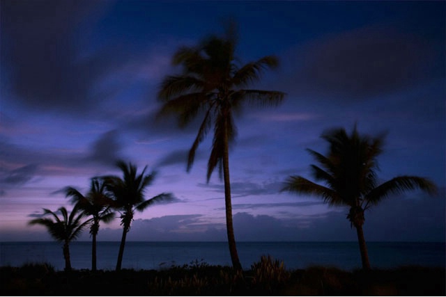 Palms, Turks & Caicos