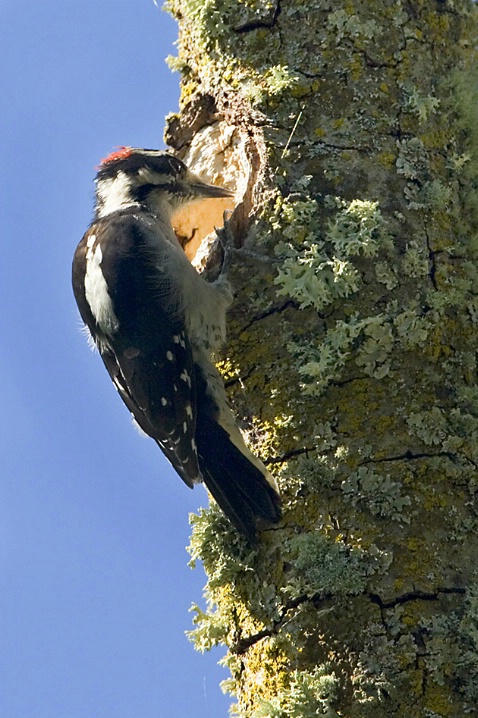 Downy Woodpecker - ID: 2618295 © John Tubbs