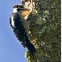 2Downy Woodpecker - ID: 2618295 © John Tubbs