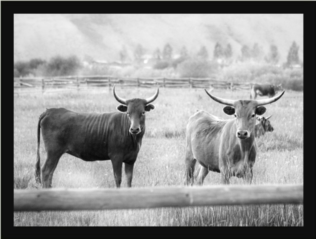 Bulls in field - Grand Tetons