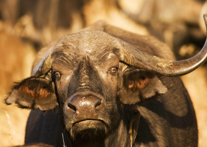 One-Horn