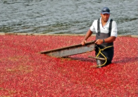 Corralling the Cranberries