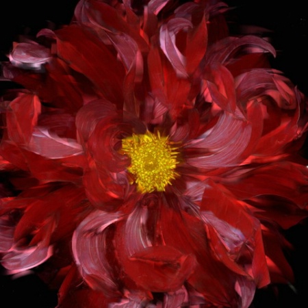 Chrysanthemum Mixed Media