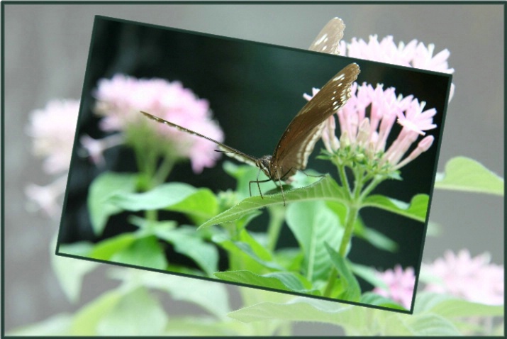 Callaway Butterfly - ID: 2622588 © DEBORAH thompson