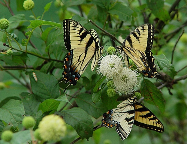 Swallowtails 2 - ID: 2623578 © Virginia Ross