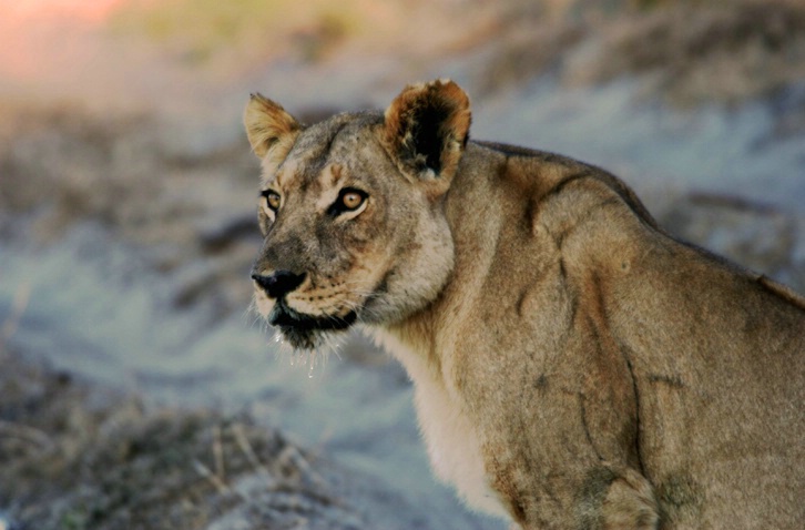 Lioness Portrait