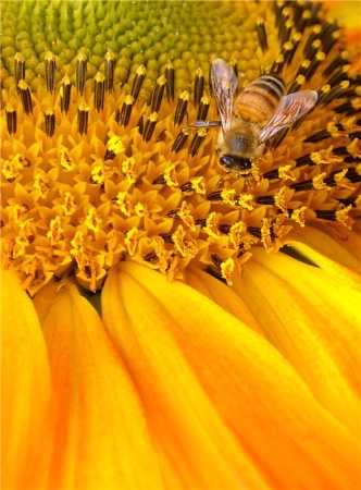 Bee on Sunflower